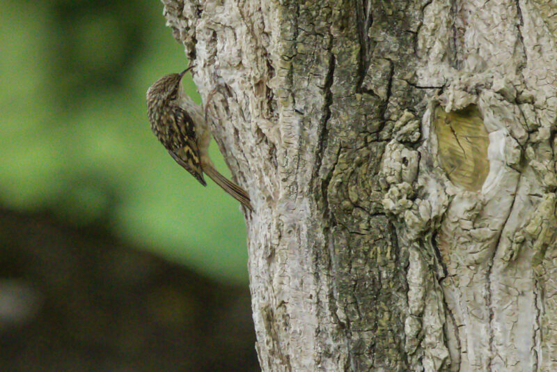 Grimpereau des jardins